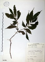 冷清草藏品圖，第1張