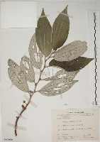 四脈麻藏品圖，第1張