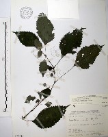 長梗盤花麻藏品圖，第1張