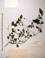 長梗盤花麻藏品圖，第1張