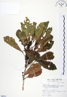 假三腳虌藏品圖，第1張