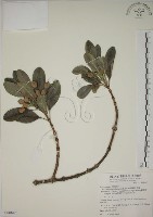 蘭嶼念珠藤藏品圖，第1張