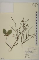 日本賽衛矛、日本假衛矛藏品圖，第1張