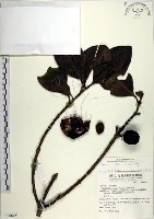 蘭嶼福木、林氏福木藏品圖，第1張