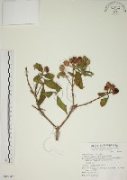 基尖葉野牡丹、蘭嶼野牡丹藏品圖，第1張