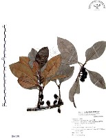 山欖、樹青藏品圖，第1張