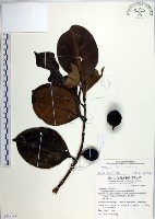 蘭嶼福木、林氏福木藏品圖，第1張