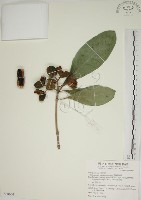 蘭嶼海桐藏品圖，第1張