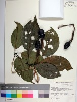 腰果楠藏品圖，第1張