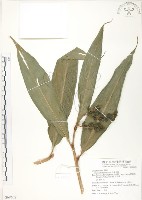 呂宋月桃藏品圖，第1張