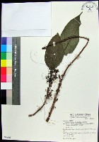 三脈紫麻藏品圖，第1張