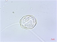 三脈紫麻藏品圖，第3張