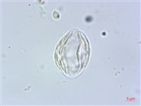 三脈紫麻藏品圖，第4張