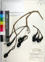 腰果楠藏品圖，第1張