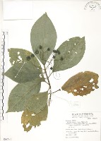 錫蘭玉心花藏品圖，第1張