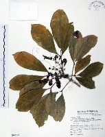 假三腳虌藏品圖，第1張