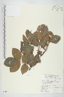 紅葉藤藏品圖，第1張