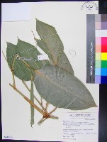 蘭嶼竹芋藏品圖，第1張