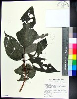 三脈紫麻藏品圖，第1張