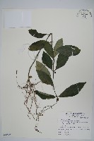 針刺草藏品圖，第1張