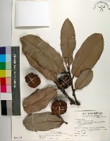 毛柿藏品圖，第1張