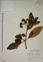 蘭嶼馬蹄花藏品圖，第1張