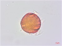 蘭嶼蘋婆藏品圖，第2張