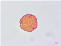 蘭嶼蘋婆藏品圖，第4張