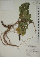 南嶺蕘花藏品圖，第1張