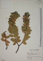 南嶺蕘花藏品圖，第1張