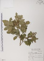 蘭嶼樹蘭藏品圖，第1張