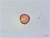 紅頭李欖, 蘭嶼李欖藏品圖，第2張