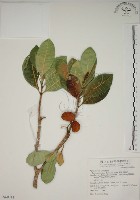 蘭嶼馬蹄花藏品圖，第1張