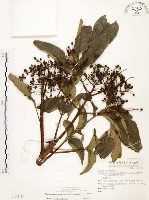 山豬肉藏品圖，第1張