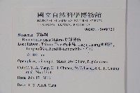 琉球黃楊藏品圖，第2張