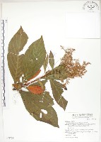 呂宋水錦樹藏品圖，第1張