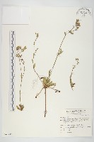 細葉假黃鵪菜藏品圖，第1張