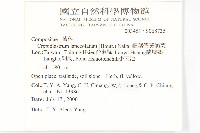 細葉假黃鵪菜藏品圖，第2張