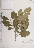 蘭嶼樹蘭藏品圖，第1張