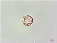 蘭嶼樹蘭藏品圖，第2張