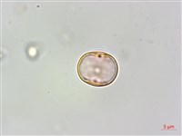 蘭嶼樹蘭藏品圖，第4張