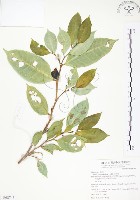 白肉榕藏品圖，第1張