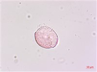 闊葉麥門冬藏品圖，第2張