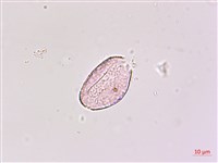 闊葉麥門冬藏品圖，第3張