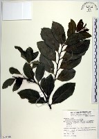 黃心柿藏品圖，第1張