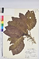 假鐵莧藏品圖，第1張