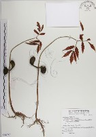 番龍眼藏品圖，第1張