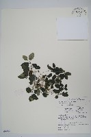 匍匐半插花藏品圖，第1張