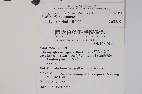匍匐半插花藏品圖，第2張