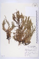 牡蒿藏品圖，第1張